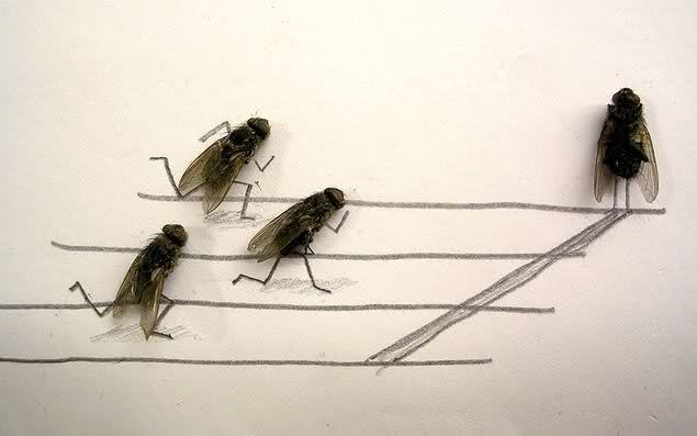 dead fly art
