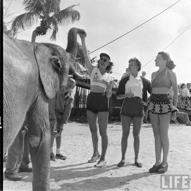 Circus Girls, 1949